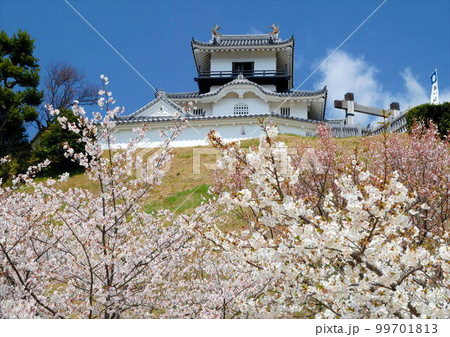 桜満開の掛川城 99701813