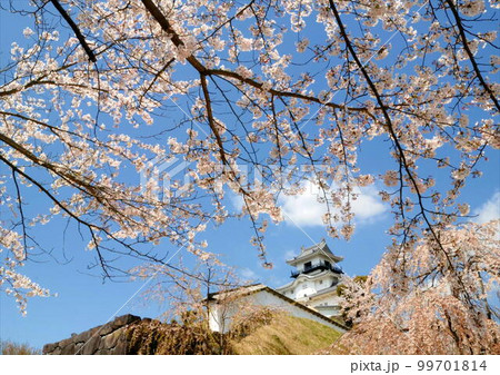 桜満開の掛川城 99701814