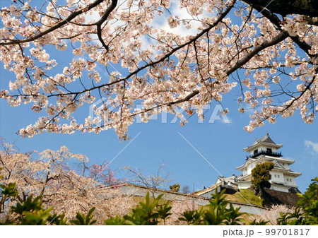 桜満開の掛川城 99701817