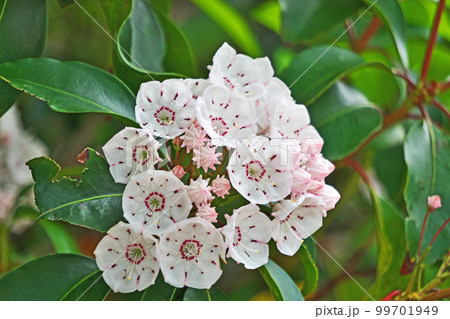 白い刈るニアの蕾と花(春、五月) 白い刈るニアの蕾と花(春、五月) 99701949