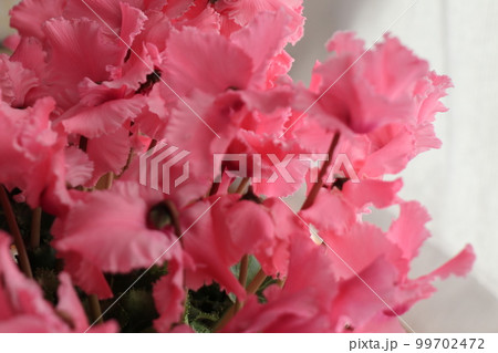 クローズアップ撮影したシクラメンの花 99702472