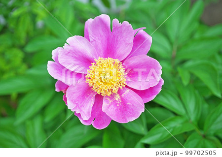 ピンク色のシャクヤクの花（春、五月） 99702505