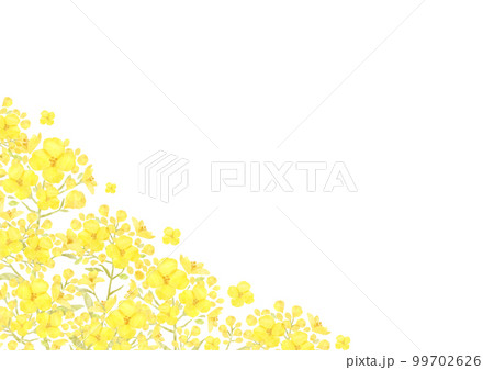 黄色い花のコーナーフレーム 菜の花畑 99702626