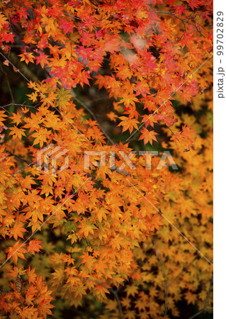 鮮やかな紅葉を見下ろす 鮮やかな紅葉を見下ろす 99702829