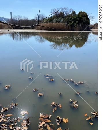 東大阪市恩智川治水緑地の自然風景 99703030