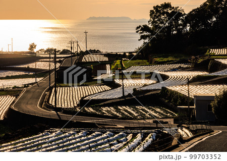 島原だんだん畑 99703352