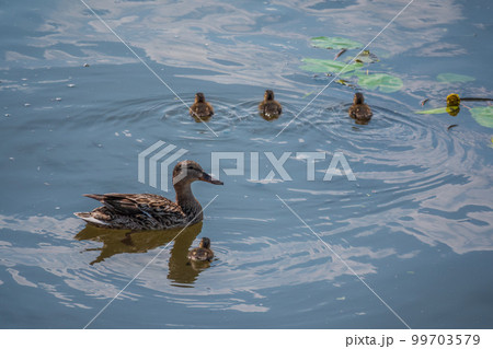 A family of ducks, a duck and its little ducklings are swimming in the water. The duck takes care of its newborn ducklings. Mallard, lat. Anas platyrhynchos 99703579