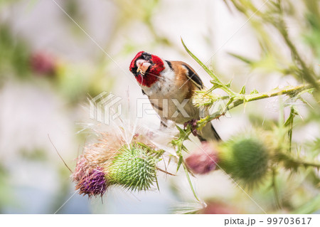 European goldfinch, feeding on the seeds of thistles. Carduelis carduelis. European goldfinch, feeding on the seeds of thistles. Carduelis carduelis. 99703617