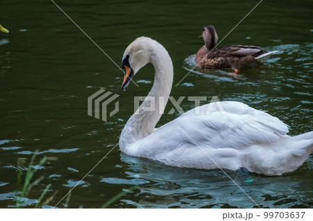 A graceful white swan swimming on a lake with dark water. The white swan is reflected in the water A graceful white swan swimming on a lake with dark water. The white swan is reflected in the water 99703637