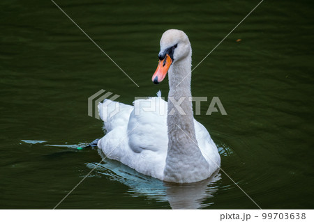 A graceful white swan swimming on a lake with dark water. The white swan is reflected in the water A graceful white swan swimming on a lake with dark water. The white swan is reflected in the water 99703638