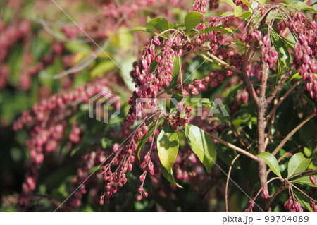 アセビの蕾 99704089