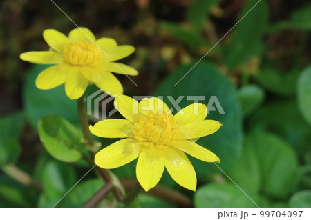 黄色い花弁(萼片)が光輝くヒメリュウキンカ(姫立金花 ) 黄色い花弁(萼片)が光輝くヒメリュウキンカ(姫立金花 ) 99704097