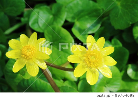 黄色い花弁(萼片)が光輝くヒメリュウキンカ(姫立金花 ) 黄色い花弁(萼片)が光輝くヒメリュウキンカ(姫立金花 ) 99704098