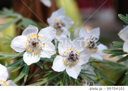 見頃を迎えたセツブンソウ（節分草） 99704101