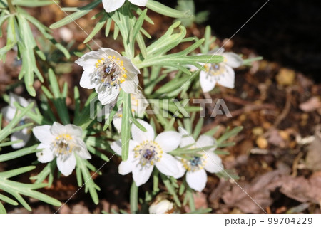 見頃を迎えたセツブンソウ（節分草） 99704229