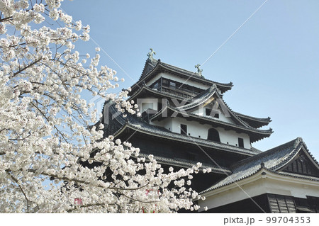 松江城天守閣と桜 松江城天守閣と桜 99704353