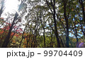 紅葉　森林　緑　山　木 99704409