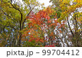 山　木　紅葉　森林　緑 99704412