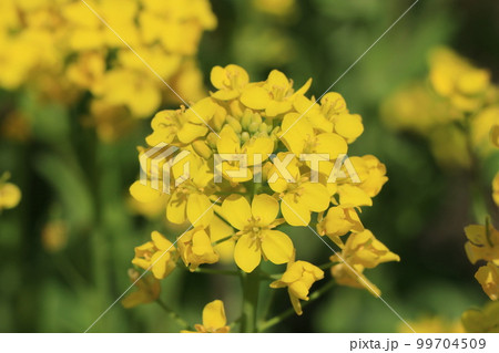 菜の花 99704509
