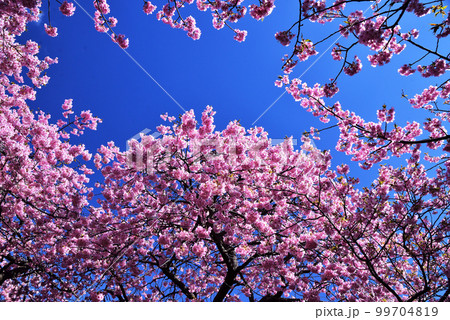 河津桜 河津桜 99704819