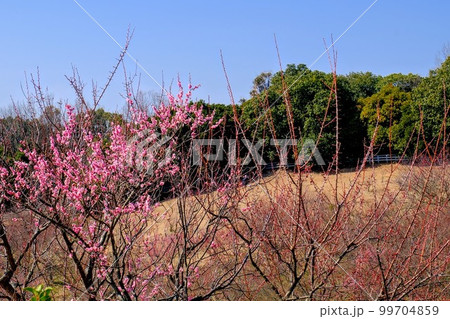 明石市石ヶ谷公園梅園 明石市石ヶ谷公園梅園 99704859