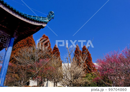 明石市石ヶ谷公園梅園 99704860