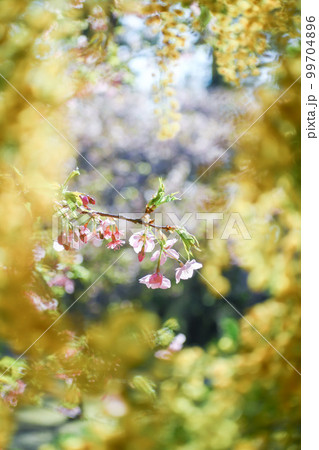 桜とミモザ 99704896