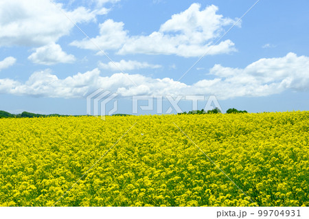 北海道 春の菜の花畑 99704931