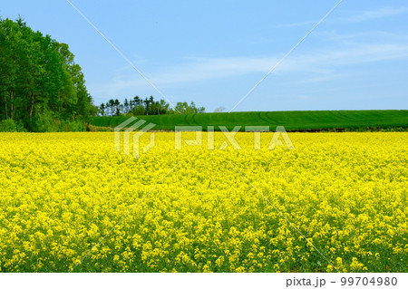 北海道 春の菜の花畑 北海道 春の菜の花畑 99704980