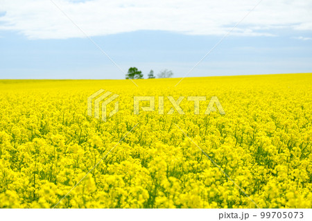 北海道 春の菜の花畑 北海道 春の菜の花畑 99705073