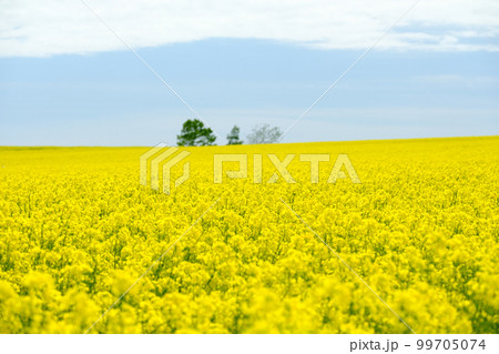 北海道 春の菜の花畑 99705074