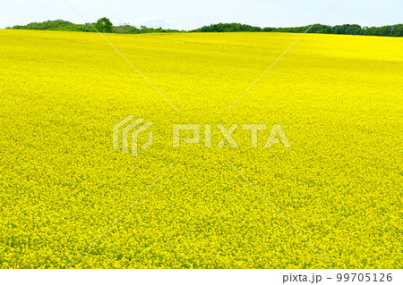 北海道 春の菜の花畑 99705126