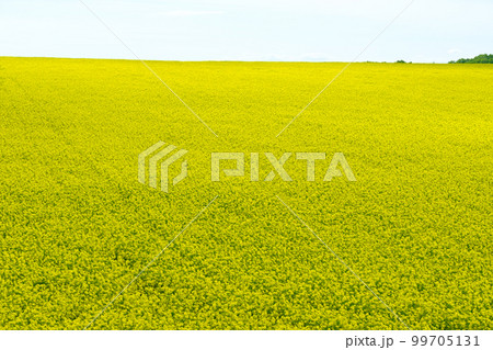 北海道 春の菜の花畑 99705131