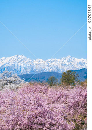 信州・小川村の春（桜と北アルプス） 99705347