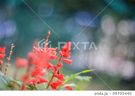 背景玉ボケと赤色のお花 背景玉ボケと赤色のお花 99705440