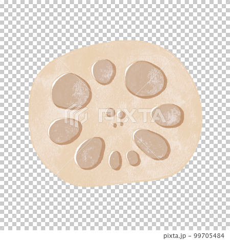 Lotus root root vegetable hand-drawn illustration 99705484