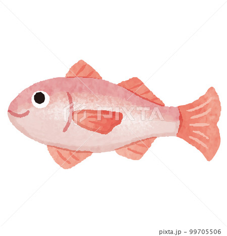 のどぐろ 魚 手描き イラスト のどぐろ 魚 手描き イラスト 99705506