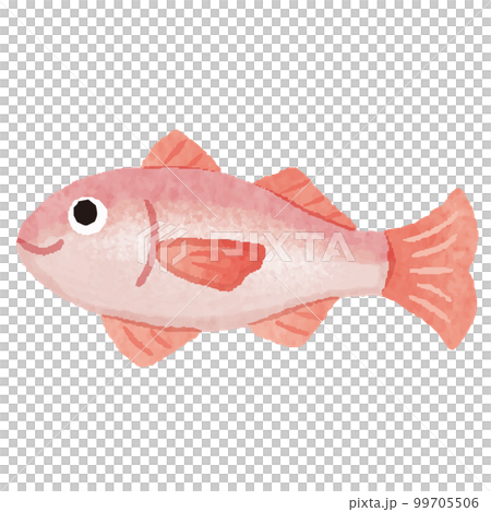 Nodoguro fish hand-drawn illustration 99705506