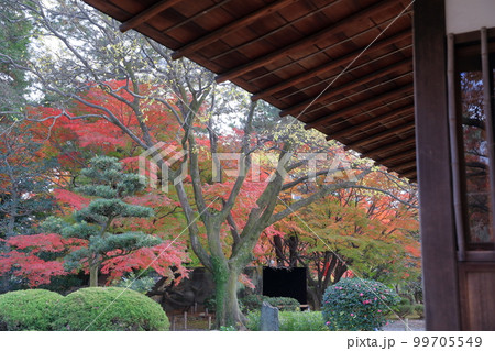 紅葉の時期の茶室（名古屋城　愛知県 名古屋市） 99705549