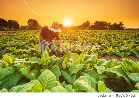 Farmer working in the field of tobacco tree and using smartphone to find an infomation to take care or checking on tobacco plant after planting. Technology for agriculture Concept Farmer working in the field of tobacco tree and using smartphone to find an infomation to take care or checking on tobacco plant after planting. Technology for agriculture Concept 99705752