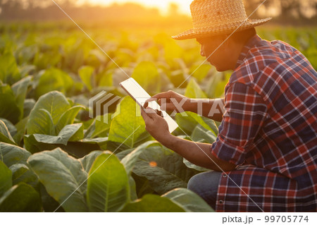Farmer working in the tobacco field. Man is examining and using digital tablet to management, planning or analyze on tobacco plant after planting. Technology for agriculture Concept Farmer working in the tobacco field. Man is examining and using digital tablet to management, planning or analyze on tobacco plant after planting. Technology for agriculture Concept 99705774