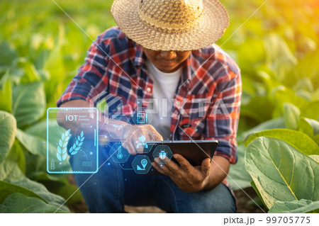 Farmer working in the tobacco field. Man is examining and using digital tablet to management, planning or analyze on tobacco plant after planting. Technology for agriculture Concept 99705775