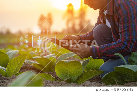 Farmer working in the tobacco field. Man is examining and using digital tablet to management, planning or analyze on tobacco plant after planting. Technology for agriculture Concept Farmer working in the tobacco field. Man is examining and using digital tablet to management, planning or analyze on tobacco plant after planting. Technology for agriculture Concept 99705845