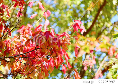 鮮やか紅葉　トウカエデの葉 99705997