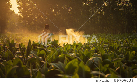 Farmer working in the field and spraying chemical or fertilizer to young tobacco tree in sunset time Farmer working in the field and spraying chemical or fertilizer to young tobacco tree in sunset time 99706033
