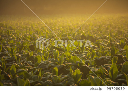 Young green tobacco plant in field morning time in northern of Thailand 99706039