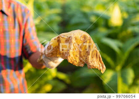 Asian farmer working in the field of tobacco tree and holding damage or wasted leaves after planting. disease in plants and agriculture Concept Asian farmer working in the field of tobacco tree and holding damage or wasted leaves after planting. disease in plants and agriculture Concept 99706054