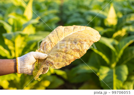 Asian farmer working in the field of tobacco tree and holding damage or wasted leaves after planting. disease in plants and agriculture Concept Asian farmer working in the field of tobacco tree and holding damage or wasted leaves after planting. disease in plants and agriculture Concept 99706055