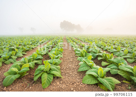 Young green tobacco plant in field at Sukhothai province northern of Thailand 99706115