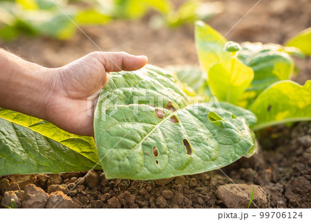 Farmer working in the field of tobacco and research or checking problem about aphis or worm eating on tobacco leaf after planting Farmer working in the field of tobacco and research or checking problem about aphis or worm eating on tobacco leaf after planting 99706124